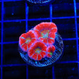 Rainbow Acan Coral