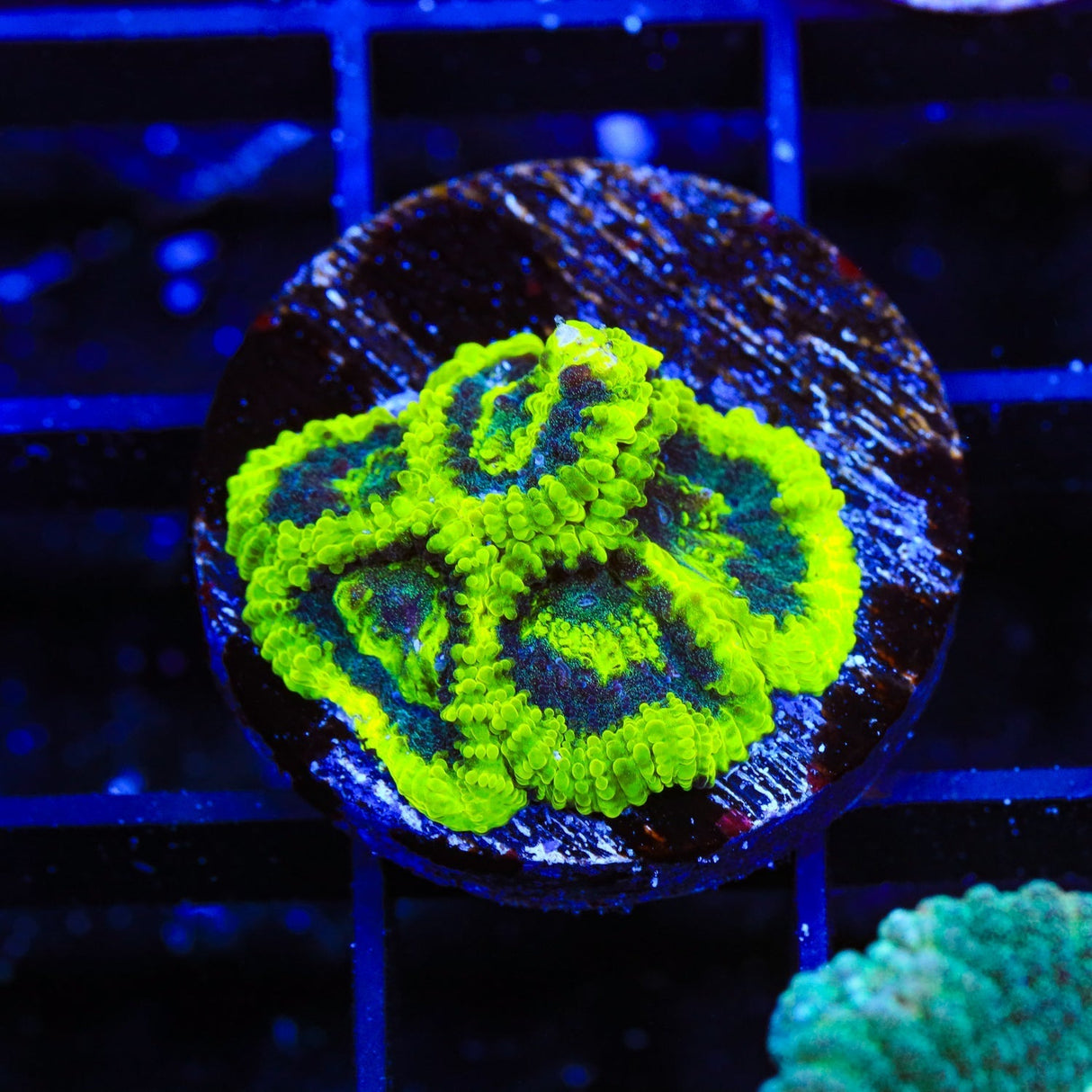 TSA Antivenom Favia Coral