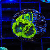 TSA Antivenom Favia Coral