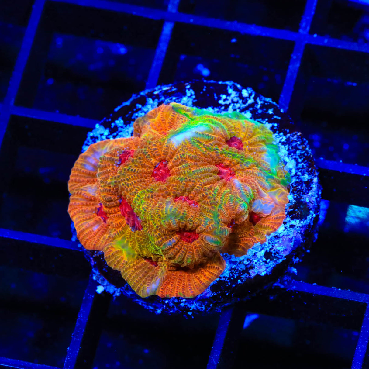 UC Fascination Favia Coral - Top Shelf Aquatics