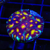 Skittles Favia Coral