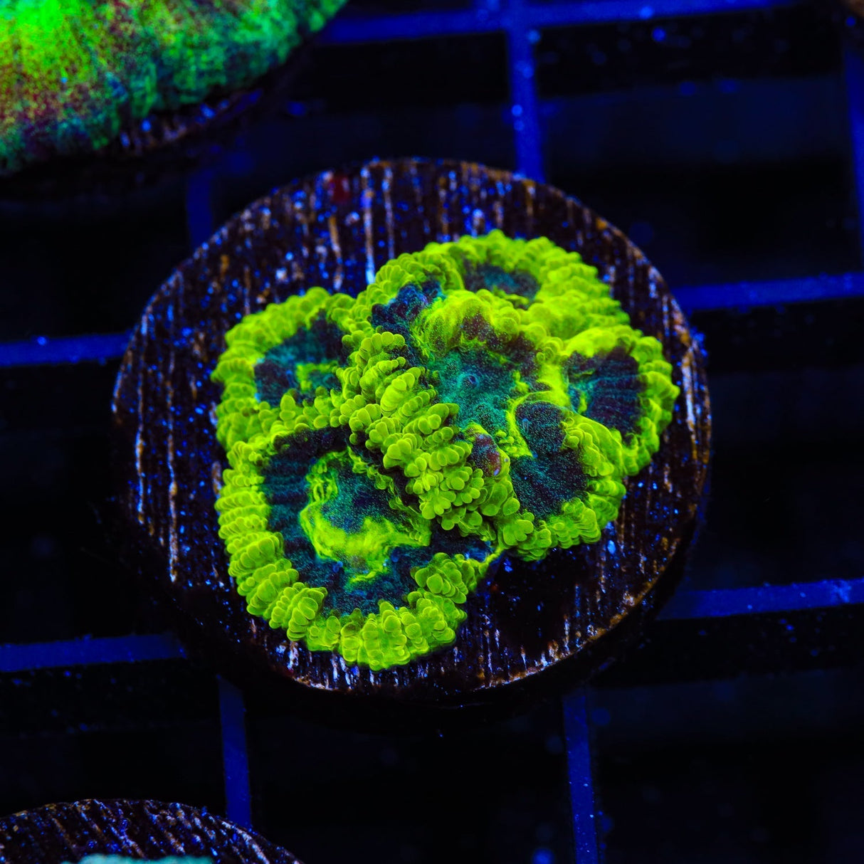 TSA Antivenom Favia Coral