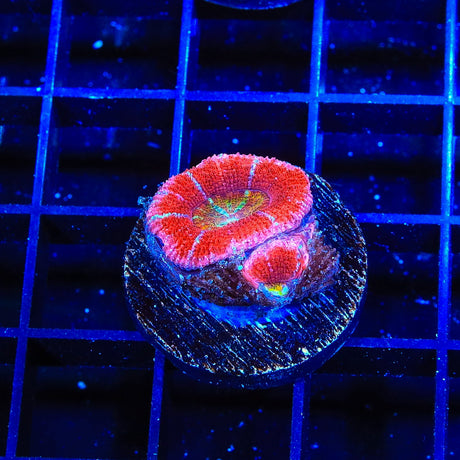 Rainbow Acan Coral