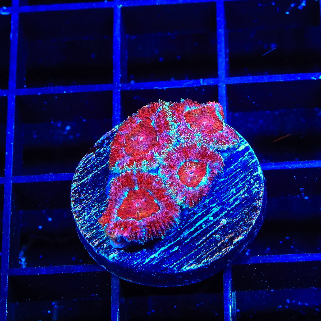 Rainbow Acan Coral