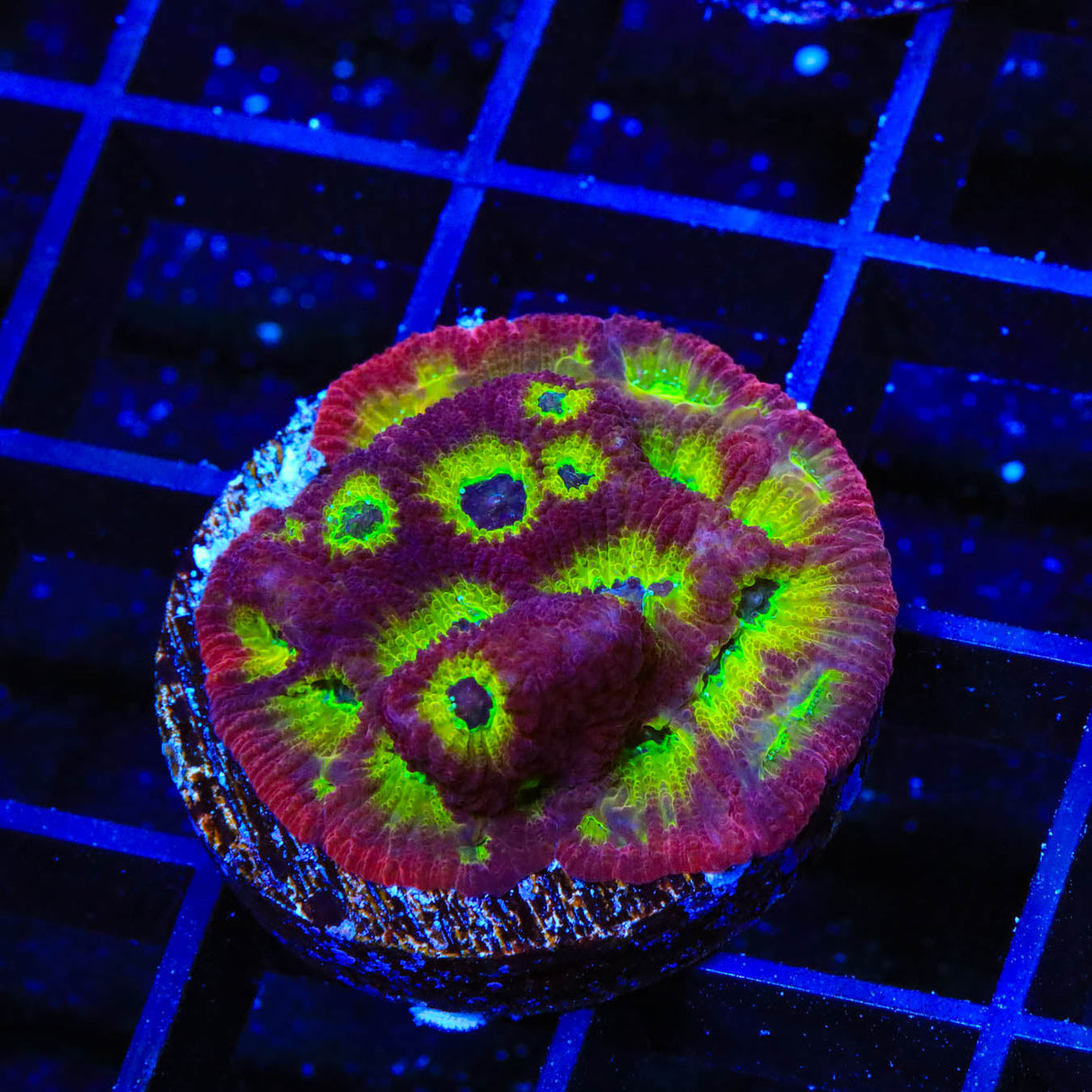 RR Spicy Lemon Favia Coral