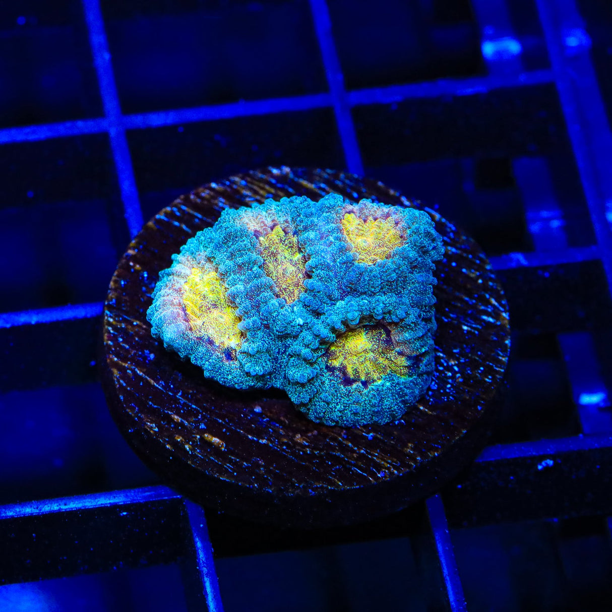 CB Angel Eye Favia Coral