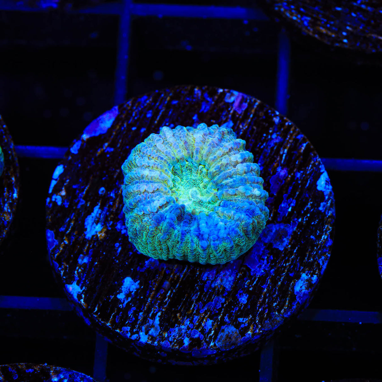 TSA Holographic Favia Coral - Top Shelf Aquatics