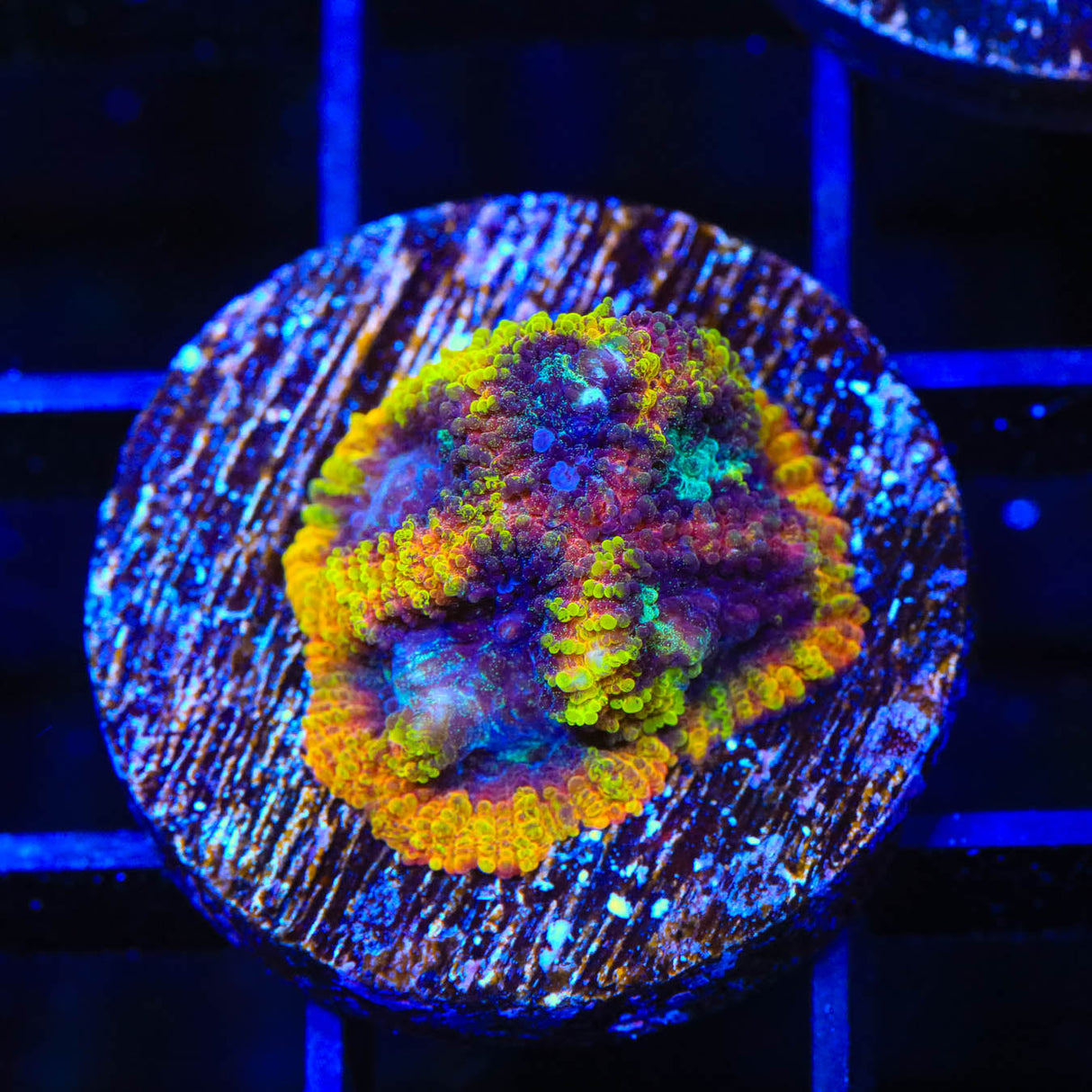 JF Yellow Submarine Favia Coral