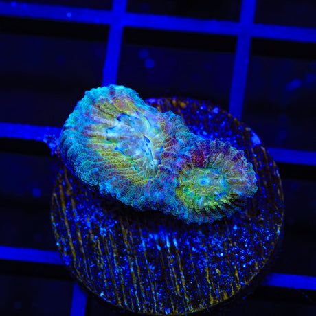 TSA Rainbow Favia Coral