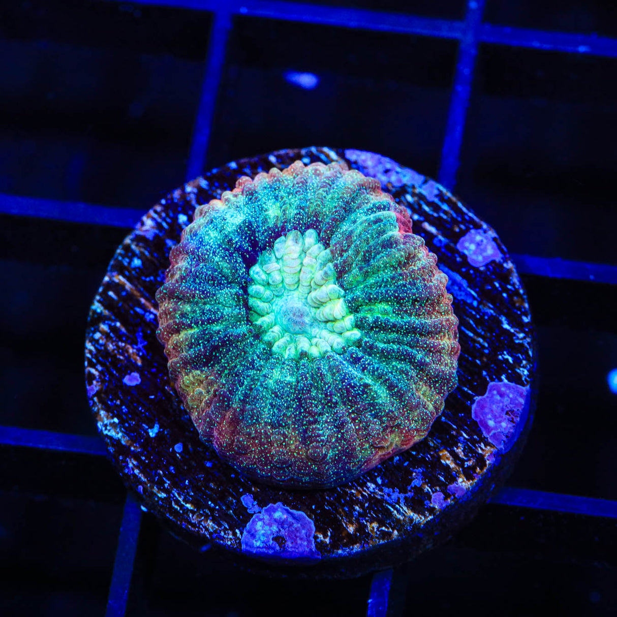 TSA Hawaiian Wave Favia Coral