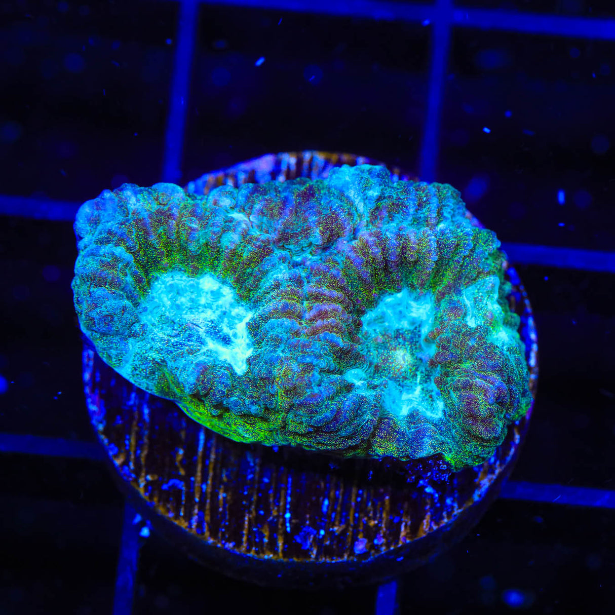 TSA Holographic Favia Coral