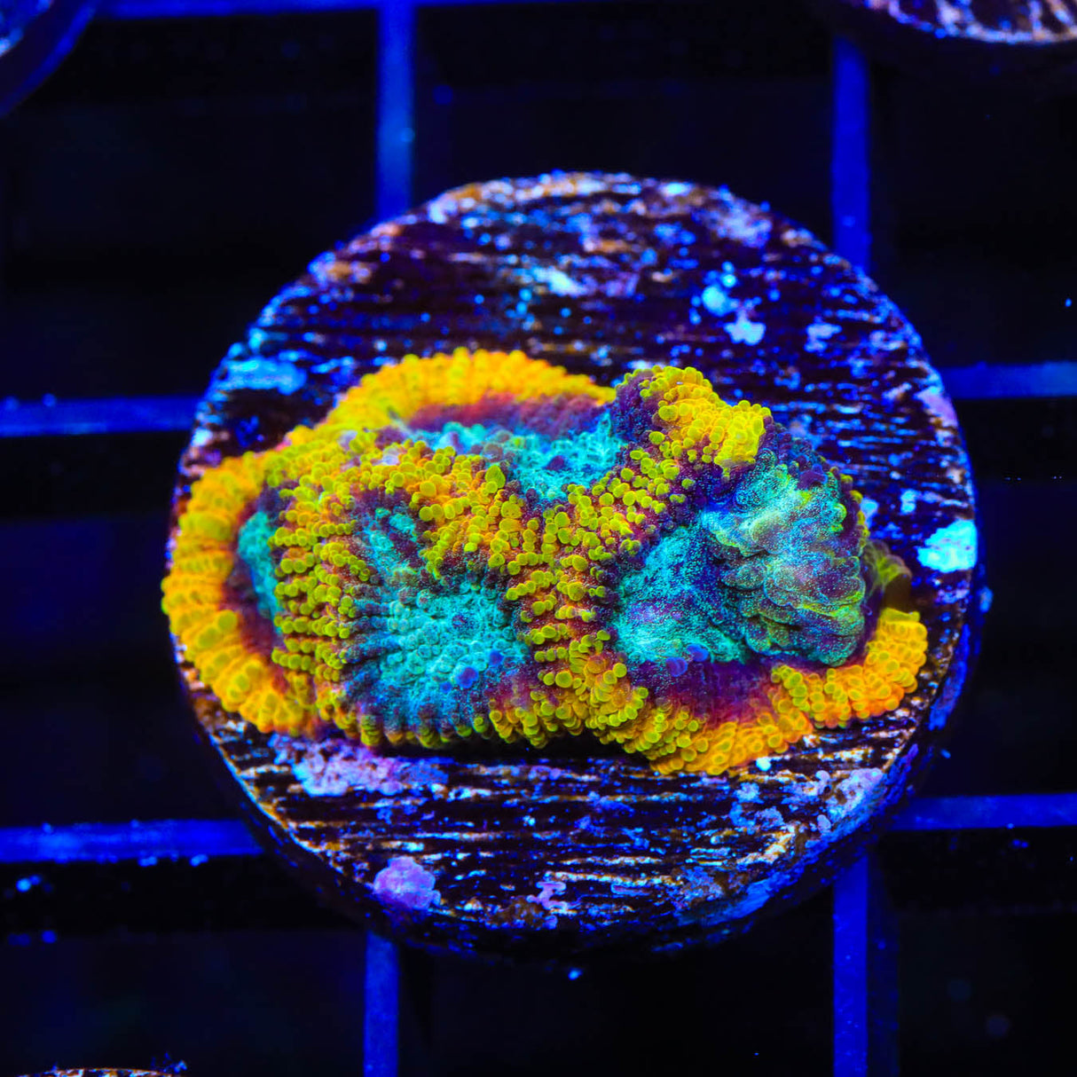 JF Yellow Submarine Favia Coral
