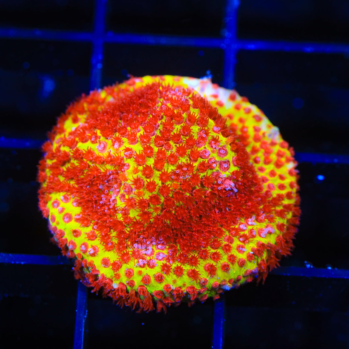 JF Burning Banana Stylocoeniella Coral