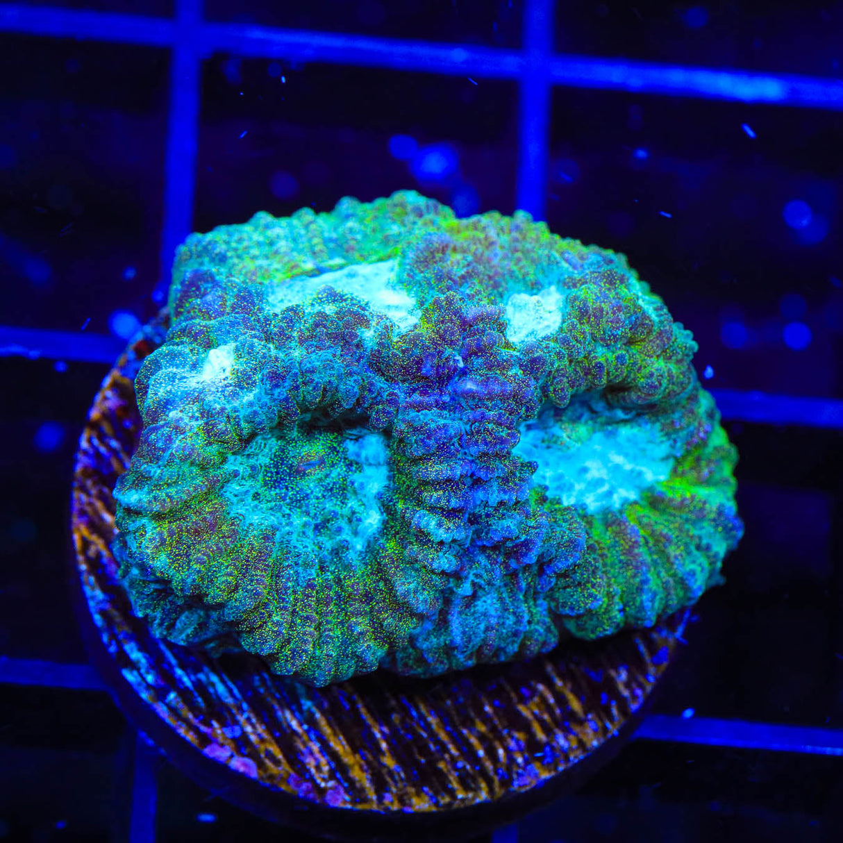 TSA Holographic Favia Coral