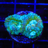 TSA Holographic Favia Coral