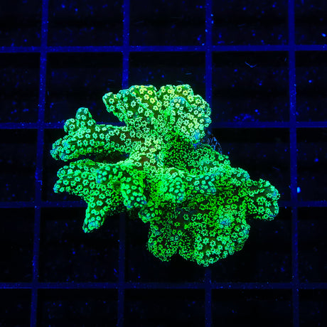 Darth Maul Porites XL Frag Coral