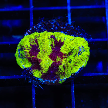 TSA Big Bang Favia Coral