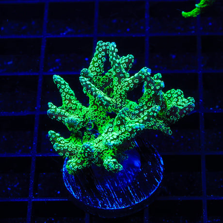 Seduction Zoanthids Coral