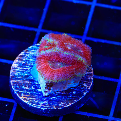 Ultra Acan Micromussa Coral