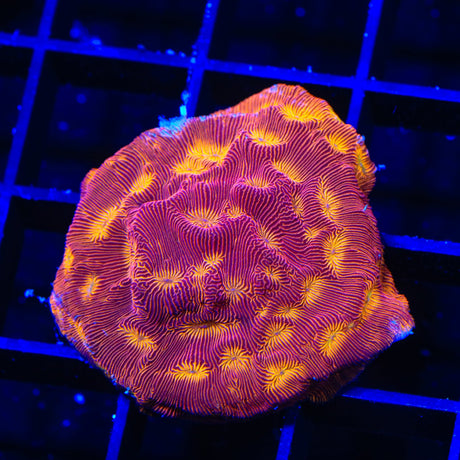 JF Lunar Landing Leptoseris Coral