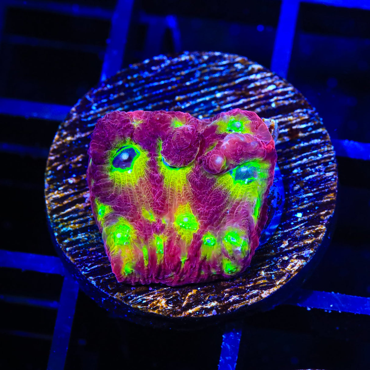 RR Spicy Lemon Favia Coral