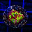 RR Spicy Lemon Favia Coral