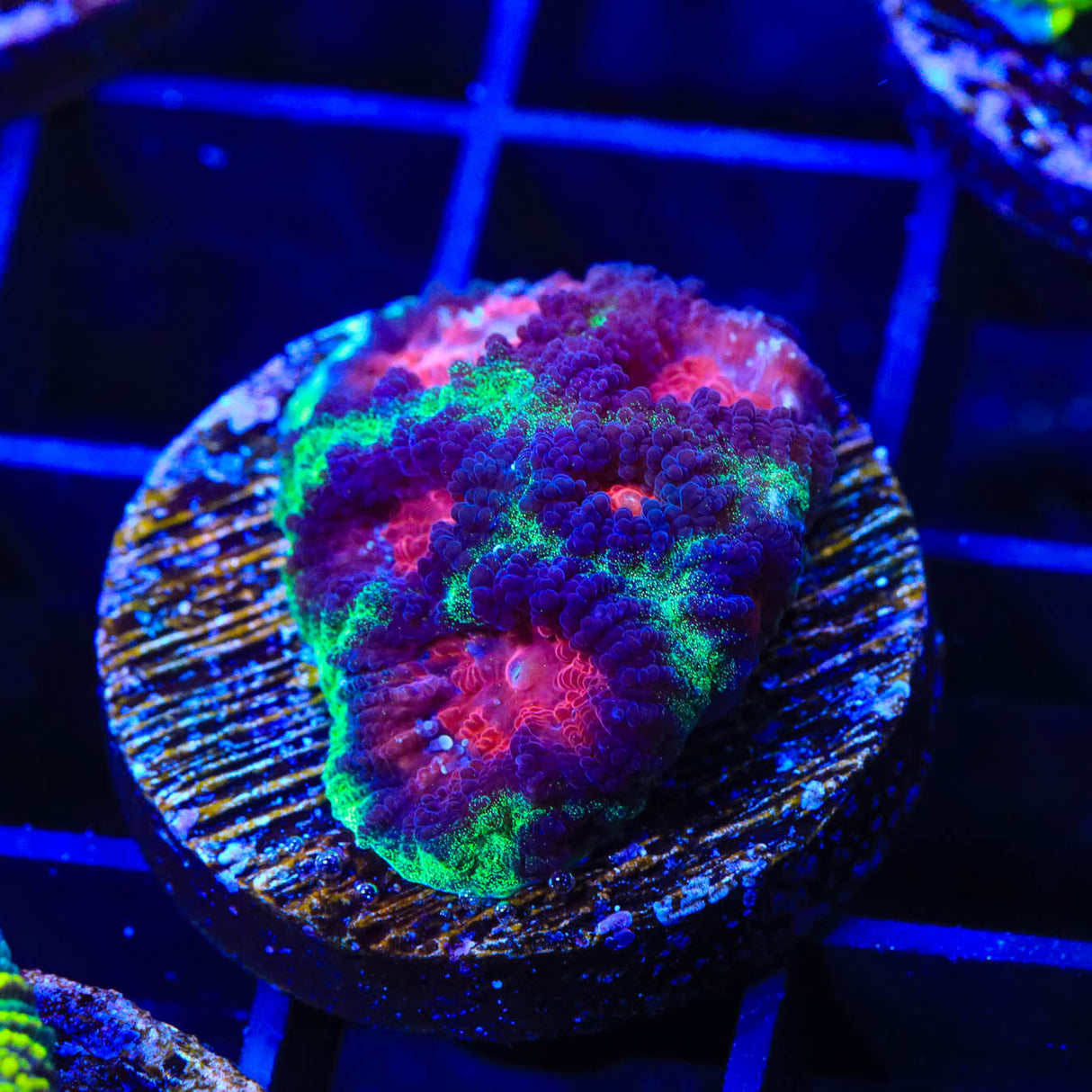 Christmas Favia Coral - Top Shelf Aquatics