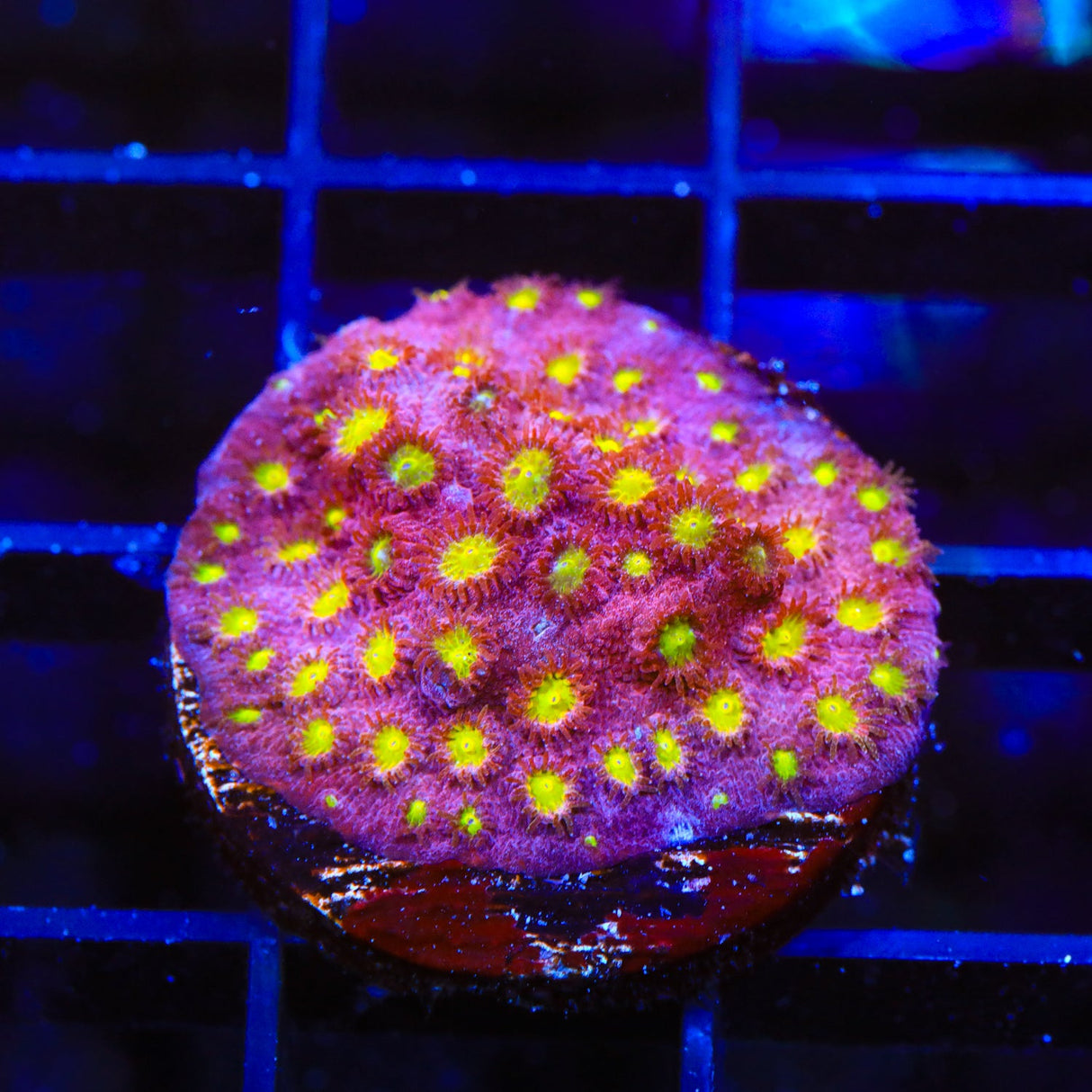 CB Bling Bling Cyphastrea Coral