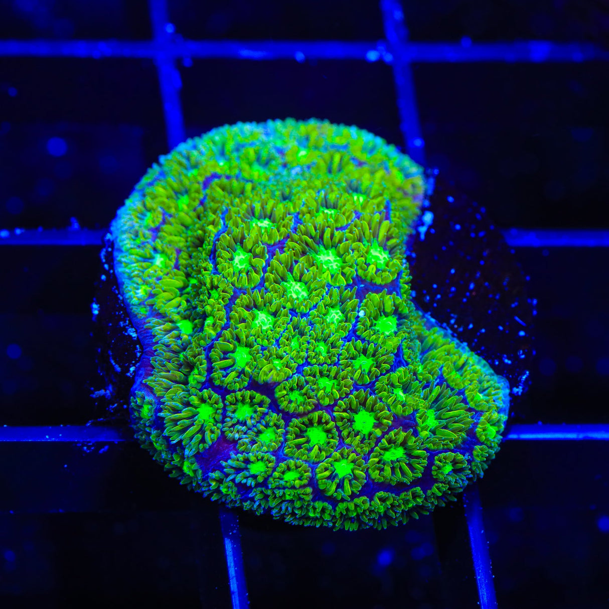 TSA Electric Daisy Leptastrea Coral