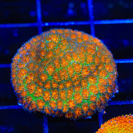 TSA Mayhem Leptastrea Coral