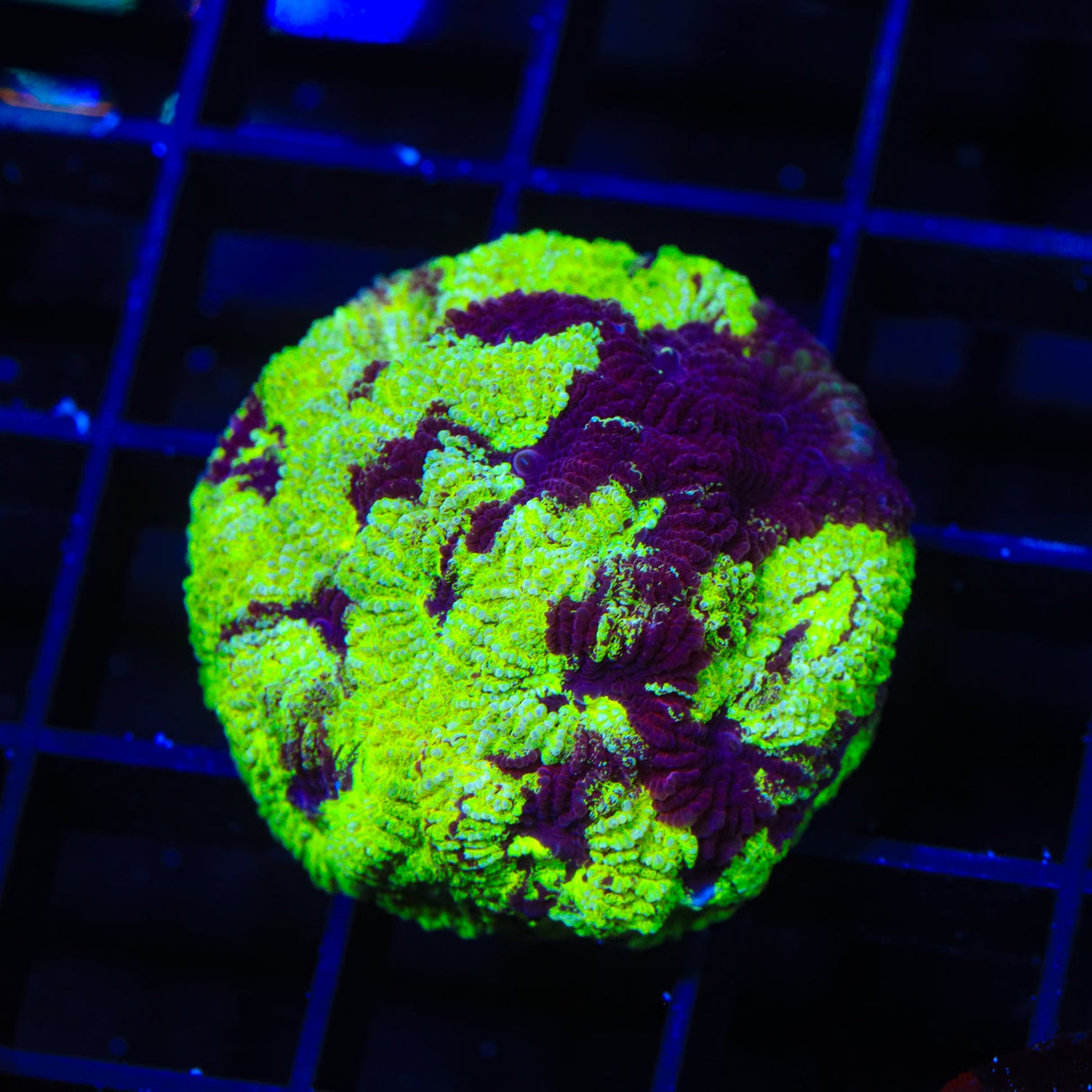 TSA Big Bang Favia Coral