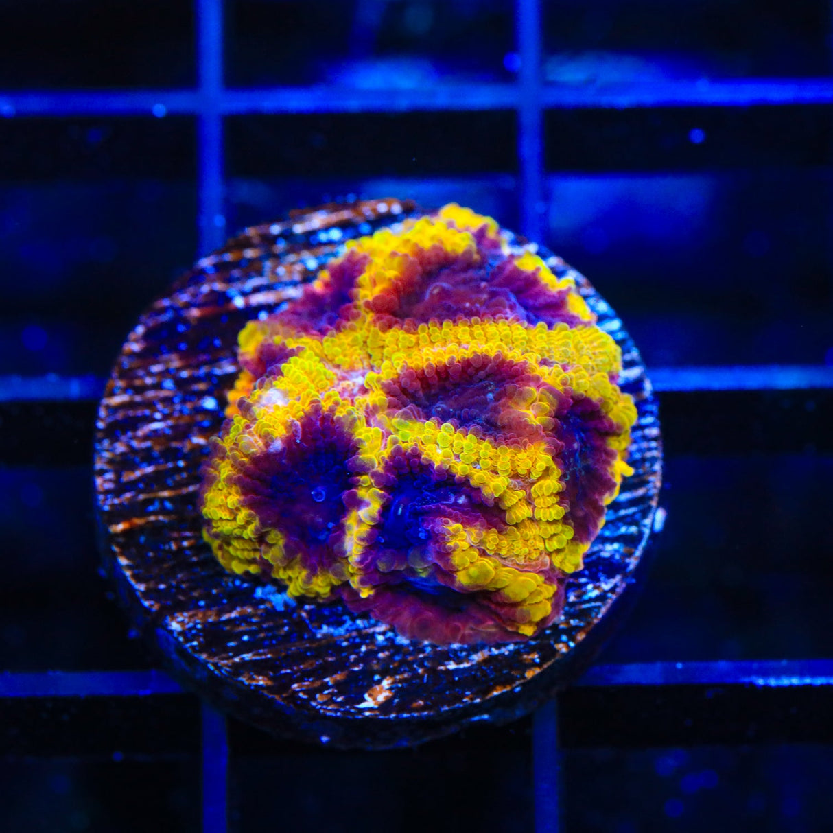 TSA Wolverine Favia Coral