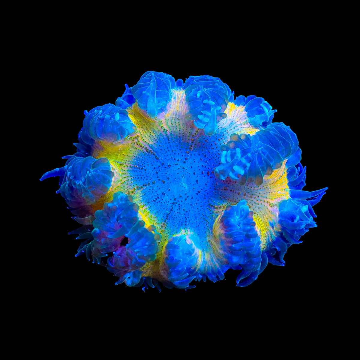 Ultra Rock Flower Anemone