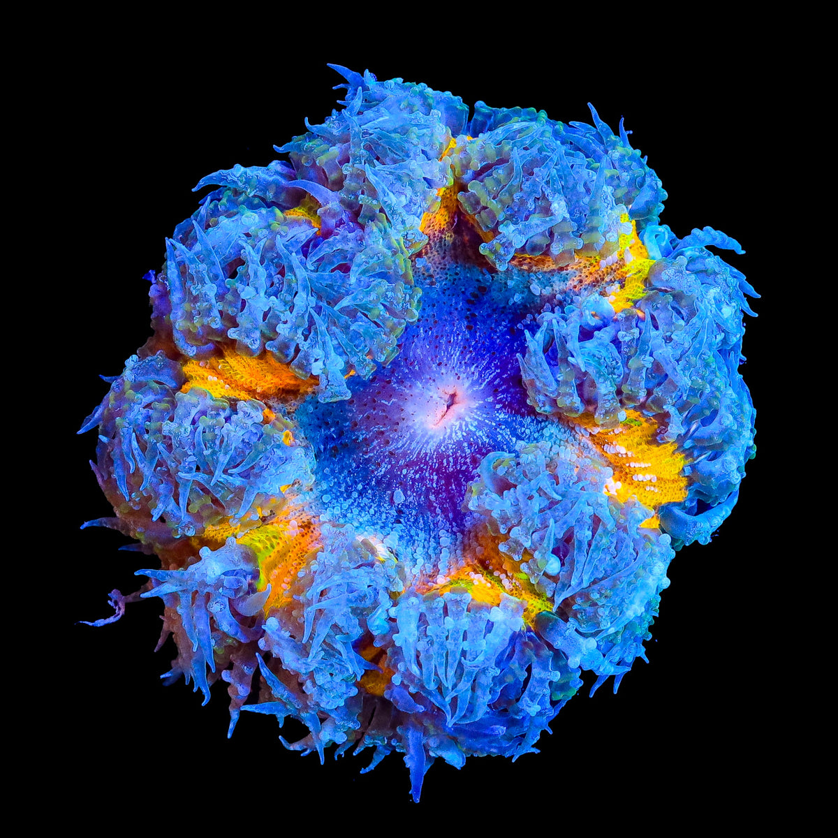Affirm Fish Ultra Rock Flower Anemone – WYSIWYG – Top Shelf Aquatics