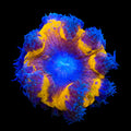 Ultra Rock Flower Anemone
