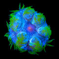 Ultra Rock Flower Anemone
