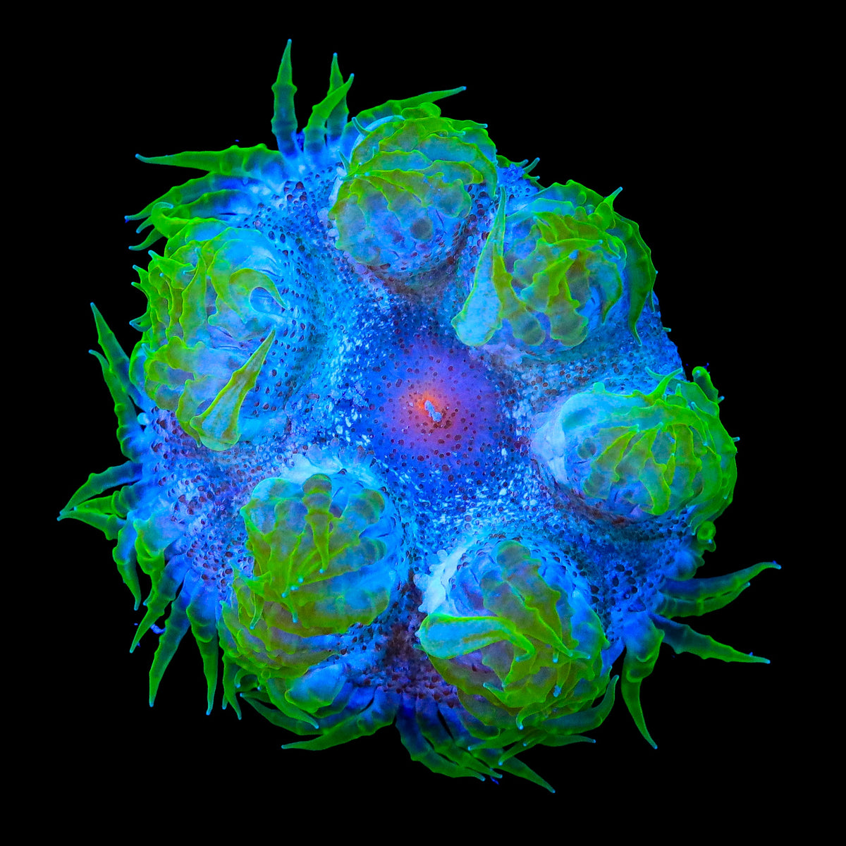 Ultra Rock Flower Anemone