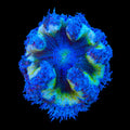 Ultra Rock Flower Anemone