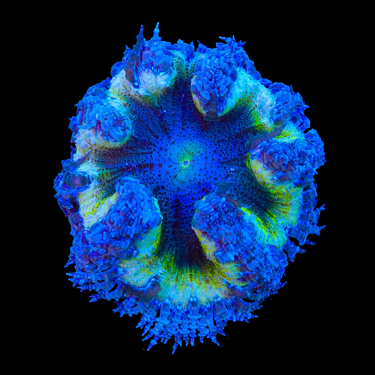 Ultra Rock Flower Anemone