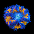 Ultra Rock Flower Anemone