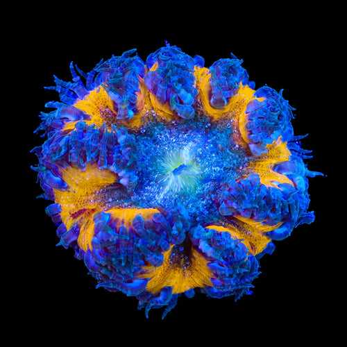 Ultra Rock Flower Anemone
