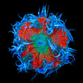 Ultra Rock Flower Anemone