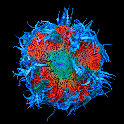 Ultra Rock Flower Anemone