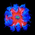 Ultra Rock Flower Anemone