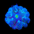 Ultra Rock Flower Anemone