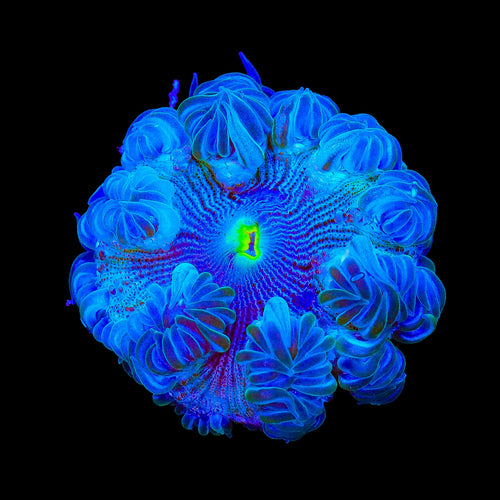 Ultra Rock Flower Anemone