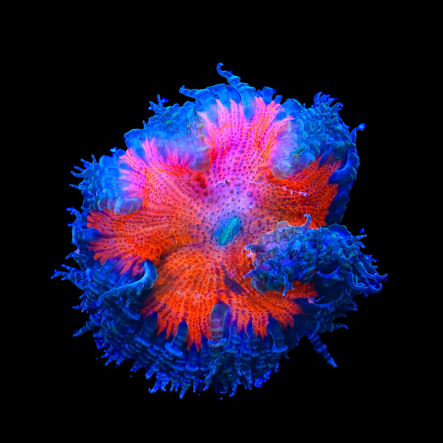 Ultra Rock Flower Anemone
