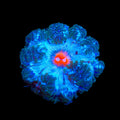Ultra Rock Flower Anemone