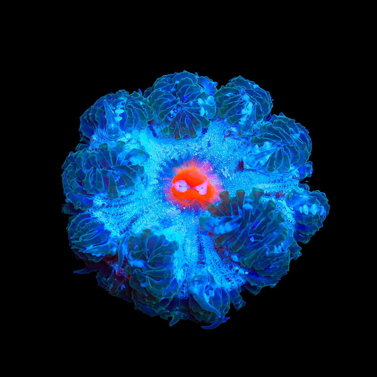 Ultra Rock Flower Anemone