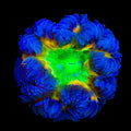 Ultra Rock Flower Anemone